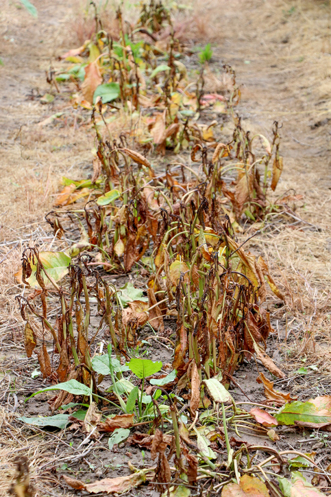 lawn-herbicides